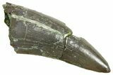 Serrated Triassic Reptile (Postosuchus?) Tooth - Arizona #362421-1